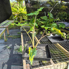Load image into Gallery viewer, Alocasia Sarian aurea variegated exact plant, Fedex 2day*
