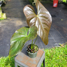 Load image into Gallery viewer, Anthurium Moodeanum, Exact Plant Ships Nationwide
