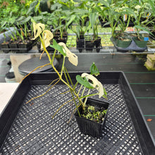 Load image into Gallery viewer, Monstera Adansonii Laniata Albo Variegated exact plant, Fedex 2day*

