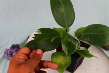 Load image into Gallery viewer, Variegated Philodendron White Knight Exact Plant Ships nationwide
