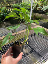 Load image into Gallery viewer, Rhaphidophora Tetrasperma Monstera Ginny, 2&#39;&#39; pot, ships nationwide
