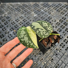 Load image into Gallery viewer, Scindapsus Mayari, Exact Plant Variegated Ships Nationwide
