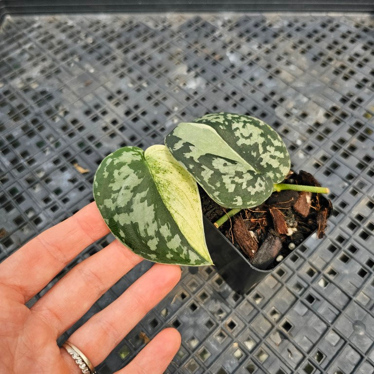 Scindapsus Mayari, Exact Plant Variegated Ships Nationwide