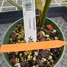 Load image into Gallery viewer, Philodendron Plowmanii 'Round Form' exact plant, Fedex 2day*
