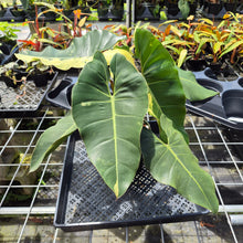 Load image into Gallery viewer, Philodendron Ilsemanii, Exact Plant Variegated Ships Nationwide
