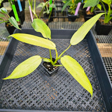 Load image into Gallery viewer, Philodendron Whipple Way, Exact Plant Variegated Ships Nationwide
