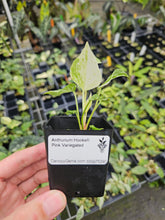 Load image into Gallery viewer, Anthurium Hookeri Pink Variegated 2.5" pot, Fedex 2day*
