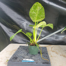 Load image into Gallery viewer, Philodendron Giganteum, Exact Plant Variegated Ships Nationwide
