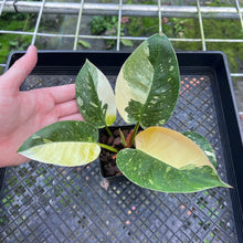 Load image into Gallery viewer, Philodendron Green Congo Nuclear, Exact Plant Variegated
