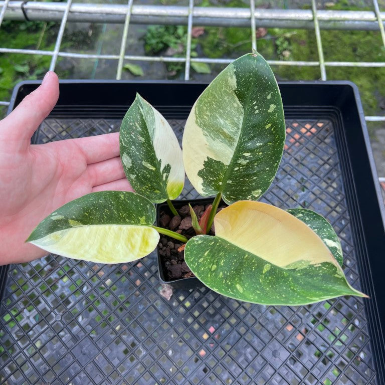 Philodendron Green Congo Nuclear, Exact Plant Variegated
