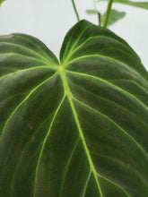 Load image into Gallery viewer, Splendid, Exact Plant, Philodendron
