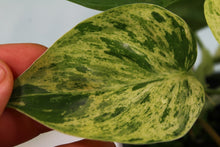 Load image into Gallery viewer, Variegated Philodendron Hederaceum Heart Leaf, multi pot, exact plant, ships nationwide
