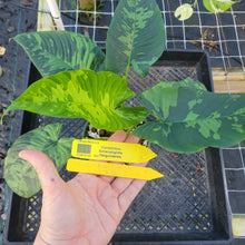 Load image into Gallery viewer, Homalomena Schismatoglottis Neoguineensis, Exact Plant Ships Nationwide
