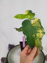 Load image into Gallery viewer, Philodendron Bipennifolium, Exact Plant Variegated
