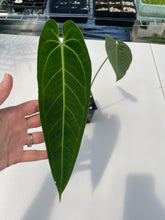 Load image into Gallery viewer, Anthurium Cirinoi, Exact Plant Ships Nationwide
