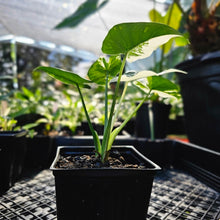 Load image into Gallery viewer, Alocasia Odora, Okinawa Silver, Exact Plant Variegated
