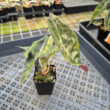 Load image into Gallery viewer, Alocasia Sedenii Aurea Variegated exact plant, Fedex 2day*
