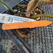 Load image into Gallery viewer, Philodendron Florida Beauty Variegated exact plant, Fedex 2day*
