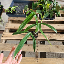 Load image into Gallery viewer, Philodendron Holtonianum, Exact Plant Ships Nationwide
