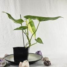 Load image into Gallery viewer, Philodendron Ilsemanii, Exact Plant Variegated Ships Nationwide
