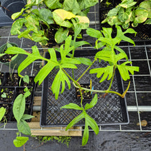 Load image into Gallery viewer, Philodendron Quercifolium, Exact Plant Ships Nationwide
