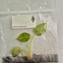 Load image into Gallery viewer, Alocasia Black Velvet Aurea variegated tissue culture 2DayAir
