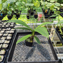 Load image into Gallery viewer, Philodendron Campii Lynette exact plant, Fedex 2day*
