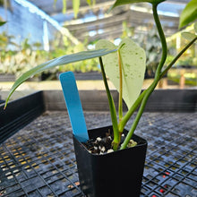 Load image into Gallery viewer, Philodendron Ilsemanii, Exact Plant Variegated 2.5&quot; Ships Nationwide
