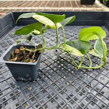 Load image into Gallery viewer, Scindapsus Jade Satin Marble Queen, Exact Plant Variegated Ships Nationwide
