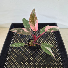 Load image into Gallery viewer, Philodendron Pink Princess Galaxy Variegated exact plant, Fedex 2day*
