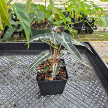 Load image into Gallery viewer, Alocasia 'Bambino Arrow' pink, Exact Plant Ships Nationwide
