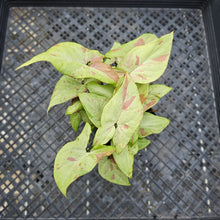 Load image into Gallery viewer, Syngonium Strawberry Milk , Exact Plant Variegated Ships Nationwide
