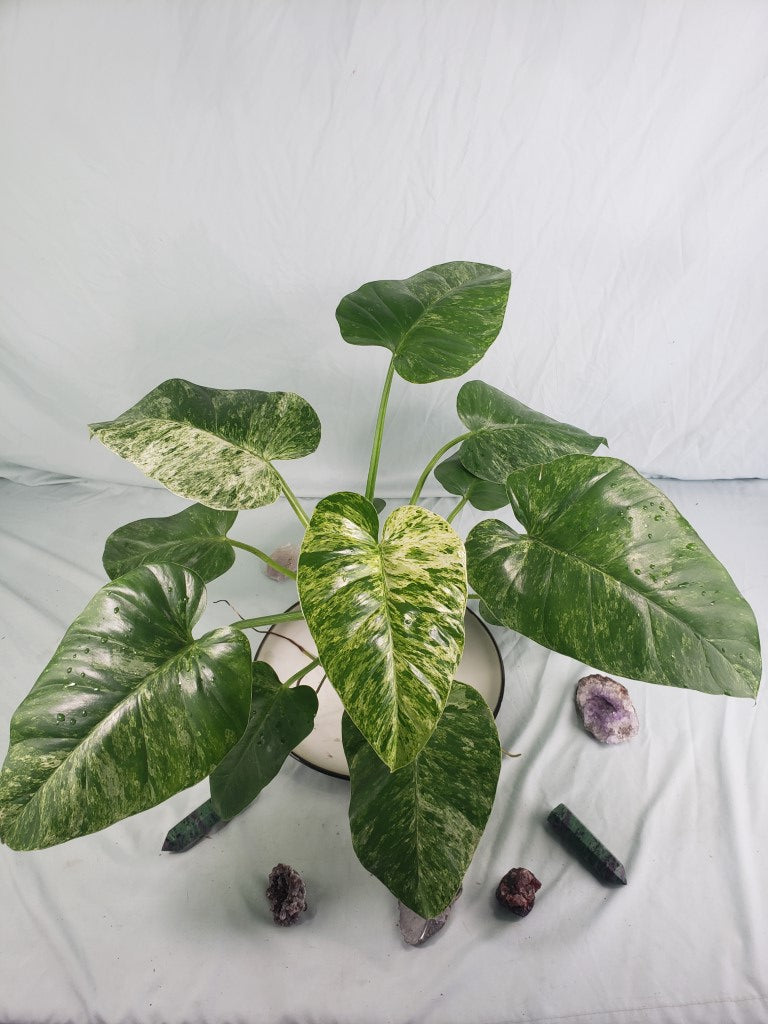 Giganteum 'Blizzard', exact plant, variegated Philodendron, ships nationwide