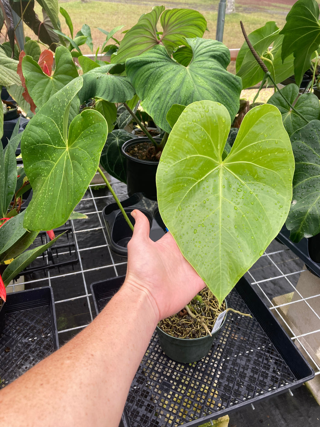 Anthurium Faustomirandae, Faustino'S Giant, Exact Plant Ships Nationwide