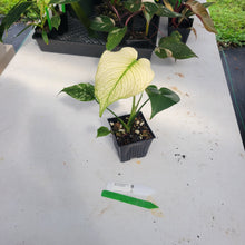 Load image into Gallery viewer, Monstera Deliciosa Mint Exact Plant Variegated Ships Nationwide
