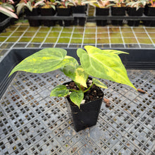 Load image into Gallery viewer, Anthurium Clarinervium Variegated exact plant, Fedex 2day*
