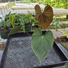 Load image into Gallery viewer, Anthurium Red Beauty, Exact Plant Ships Nationwide
