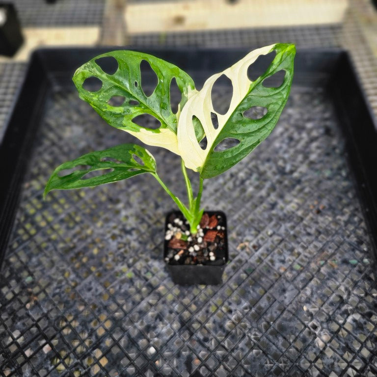 Monstera Adansonii Albo Tricolor Variegated 2.5
