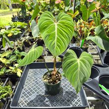 Load image into Gallery viewer, Philodendron Gloriosum, Pink Veined Back, Exact Plant Ships Nationwide
