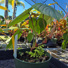 Load image into Gallery viewer, Philodendron Sodiroi True Form, Exact Plant Ships Nationwide
