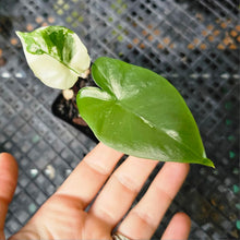 Load image into Gallery viewer, Alocasia Macrorhizza Black Stem, Exact Plant Variegated
