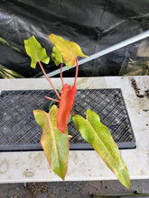 Load image into Gallery viewer, Philodendron Orange Marmalade, Exact Plant Ships Nationwide
