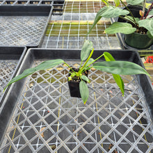 Load image into Gallery viewer, Philodendron Patriciae, Exact Plant Ships Nationwide
