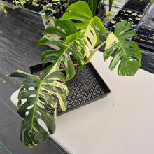 Load image into Gallery viewer, Monstera Borsigiana Albo Deliciosa, Exact Plant Variegated Ships Nationwide
