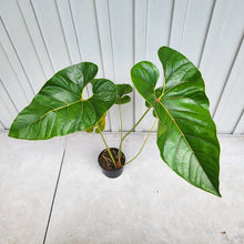 Load image into Gallery viewer, Anthurium Decipiens, Exact Plant XXL
