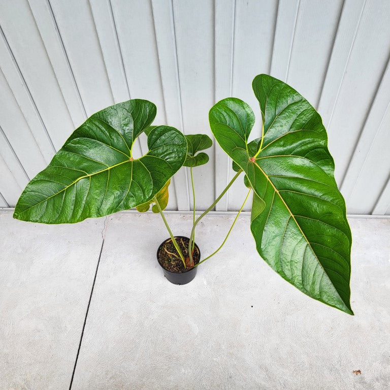 Anthurium Decipiens, Exact Plant XXL