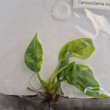 Load image into Gallery viewer, Philodendron Pastazanum Silver x Plowmanii Aurea Variegated tissue culture 2DayAir
