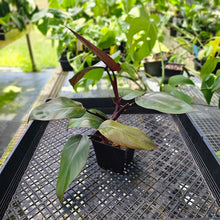 Load image into Gallery viewer, Philodendron Royal Queen, Exact Plant Ships Nationwide
