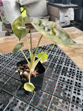 Load image into Gallery viewer, Alocasia wentii aurea, Exact Plant Ships Nationwide
