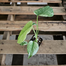Load image into Gallery viewer, Monstera Deliciosa Mint Exact Plant Variegated Ships Nationwide
